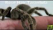 Chilean Rose Hair Tarantula Spider