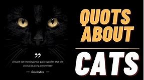 quotes about cat | best cats quotes in english