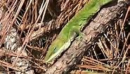 Anole Lizard Changing Colors - Green to Brown