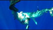 Oceanic Whitetip Shark Bites Diver