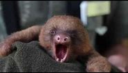 Adorable Baby Sloth Yawning