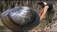 A huge black pearl shell that produces precious nine headed premium pearls