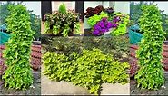 How to grow & care Sweet potato vine | Beautiful Ornamental plant -Sweet Potato Vine grow and care