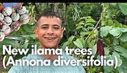 My New Ilama (Annona diversifolia) fruit trees | Ilama Fruit Tree Update