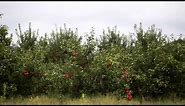 Picking honeycrisp apples