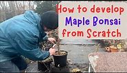 How to develop Maple Bonsai from scratch