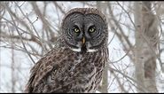 World's largest owl