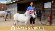 Woman Grooms Her Horses To Look Like Unicorns