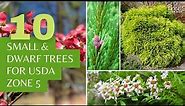 10 Small & Dwarf Trees for USDA Zone 5