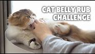 CAT BELLY RUB CHALLENGE | Kittisaurus