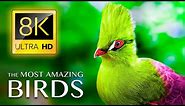 The Most Amazing BIRDS in the World 8K ULTRA HD - Relaxing Music and Nature Sounds 8K TV