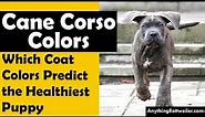 Cane Corso Colors: Which Coat Colors Predict the Healthiest Puppy