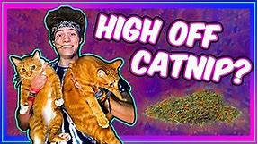 SMOKING CATNIP! What does it do? (Herb Review) 😺