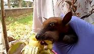 straw-coloured fruit bat (Eidolon helvum) - feeding banana 1