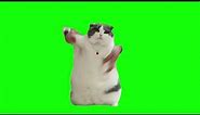 Cat Dancing to Wop | Green Screen