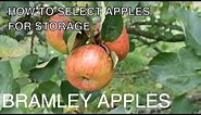 Bramley Apple Harvest How to Store Apples