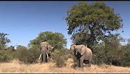 Ezulwini the Elepant Bull Elephant - South Africa Travel Channel 24