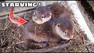 SAVING STARVING BABY OTTERS !