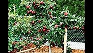 How to prune dwarf apple trees while fruiting?