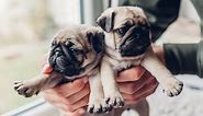 30 Adorable Pug Pictures That’ll Make You Want to Adopt One