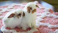 Cute Baby Holland Lop Bunnies Playing Inside the House