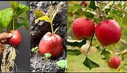 How to grow apple tree from apple fruit - amazing technique planting