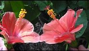 How to Pollinate Tropical Hibiscus flowers/plants