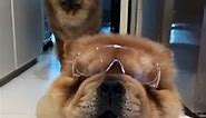 Adorable Dog Wears Glasses and Loves It || Heartsome - video Dailymotion
