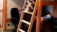 cat falls down a ladder