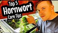 Beginner Care: Hornwort Plant Guide