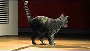 3D cat animation - Student work - www.animation-Ateam.com