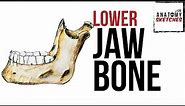 How to draw JAWbone anatomy
