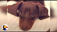 Dachshund Puppy is Master of Puppy Dog Eyes | The Dodo