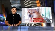 Remembering Cheems: The Shiba Inu Meme Dog - A Heartfelt Tribute