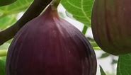 Top 5 EASY to grow Fruit Trees in Zone 9