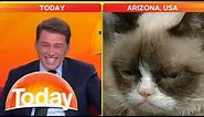 'Look at that cat!': Reporter can't stop laughing at Grumpy Cat | Today Show Australia