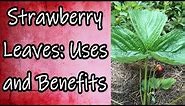Strawberry Leaves: Uses and Benefits
