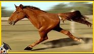 10 Koni które rodzą się raz na tysiąc lat