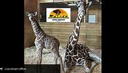 Giraffe Cam from Animal Adventure Park