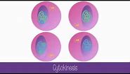 Stages of Meiosis