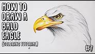 How to draw a realistic bald eagle (coloring toturial) - LV #7