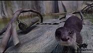 All Aboard the Otter Party Barge!