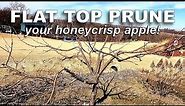 Pruning a Honeycrisp Apple Tree [Flat Top Form]