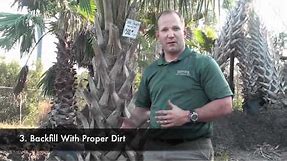 How To Plant A Palm Tree