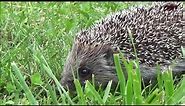 Hedgehog Animal - Erinaceinae