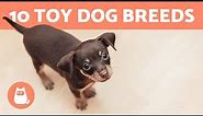 Top 10 TOY DOG BREEDS 🐶 Miniature & Dog Sizes