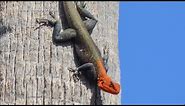 Unusual red-headed reptile spreading across South Florida