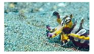 Deepsea cuttlefish #oceanlife #cuttlefish #squids #mating #wildlifephotography | Animals Kingdom