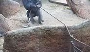 Huge Silverback Breaks Rope LIVE on Gorilla Cam 🦍