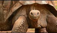 World’s BIGGEST TORTOISE! The Giant Galapagos Tortoise, 5 fascinating facts!